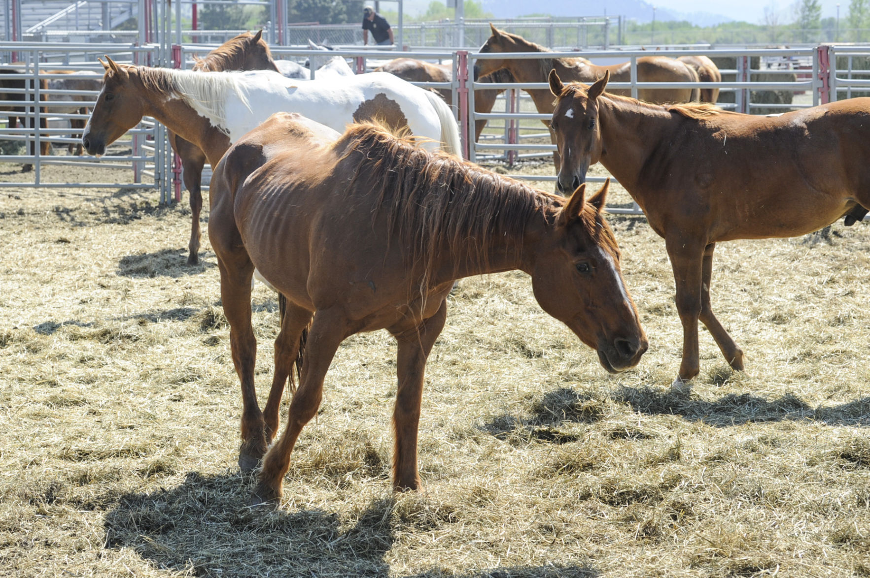 Seized Horses in Helena